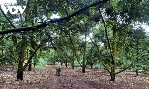 Lỗ hổng mã số vùng trồng sầu riêng Đắk Lắk: Nông dân tố DN gian lận