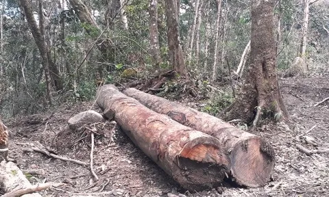 Sai phạm trong quản lý tài chính ở Công ty lâm nghiệp Kon Plông