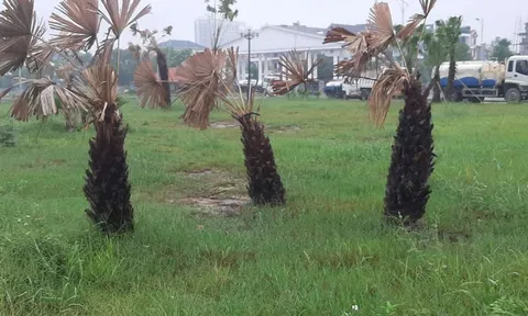 Gần 550 cây xanh ở công viên bị úng nước chết: Thiết kế thoát nước như thế nào?