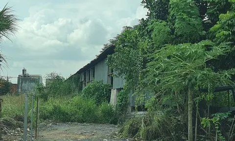 Hố Nai 3 (Trảng Bom – Đồng Nai): Nhà xưởng bỏ hoang nhiều năm vì sao công ty Hoa Nghi không bị thu hồi đất?