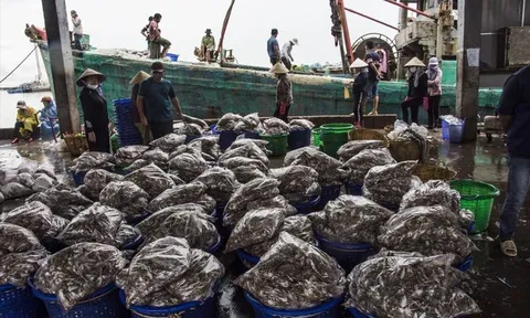 Hé lộ góc khuất cò ngư dân đi biển: Thủ đoạn 'lùa gà' đi biển