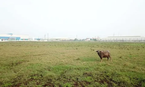 Khu công nghiệp Mỹ Trung ở Nam Định sau hơn thập kỷ xây dựng vẫn bỏ hoang