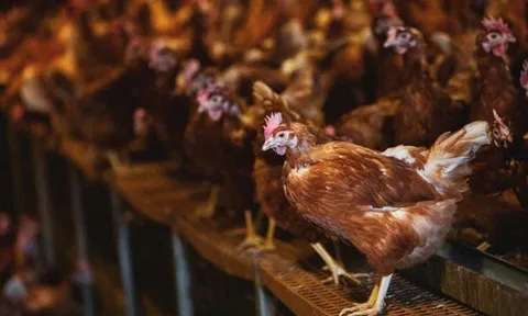 Châu Âu đối mặt dịch cúm gia cầm tồi tệ nhất từ trước đến nay