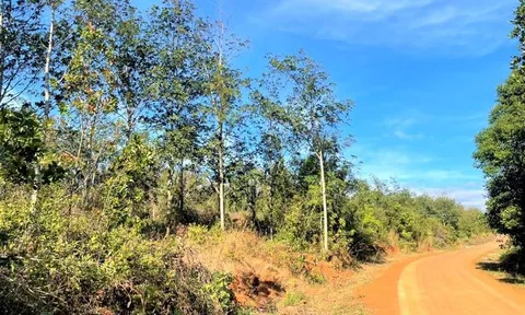 Hơn 20 héc-ta đất rừng ở Đắk Nông bị cấp 'sổ đỏ' chồng lấn