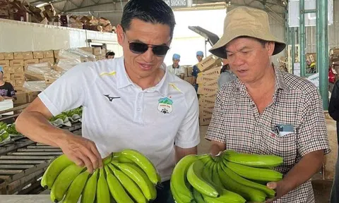 Hoàng Anh Gia Lai (HAG) chốt phương án trồng loại cây mới với hiệu quả siêu cao