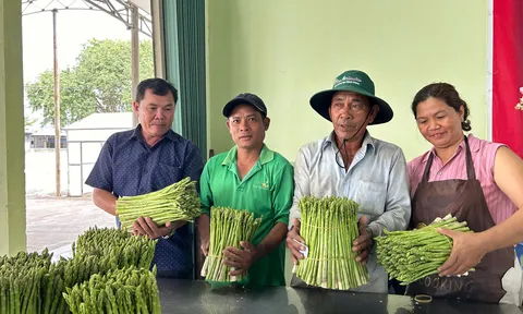 ‘Vàng xanh’ trên cát trắng: Hành trình biến ‘sa mạc’ thành cánh đồng măng tây trù phú