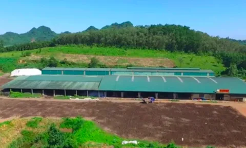 Truy thu thuế và "bóc" loạt sai phạm tại Công ty Cổ phần Phân bón Lam Sơn
