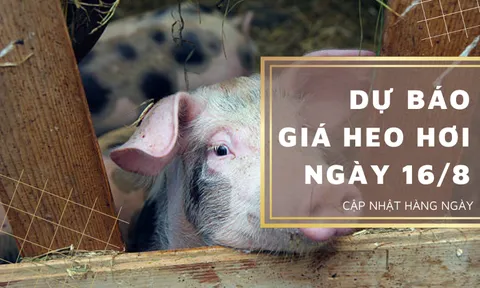 Dự báo giá heo hơi ngày 16/8: Giá thu mua sẽ tăng trở lại vào ngày mai?