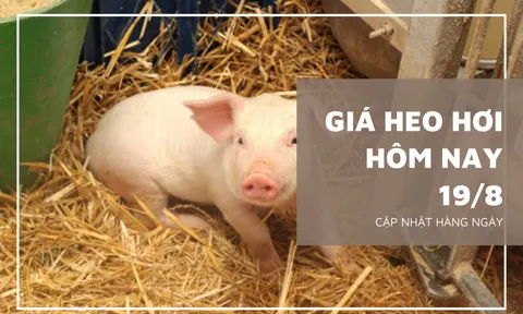 Giá heo hơi hôm nay 19/8: Biến động từ 1.000 đồng/kg đến 5.000 đồng/kg