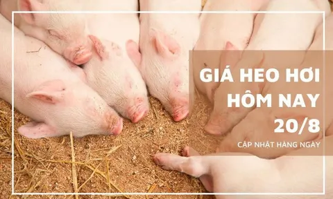Giá heo hơi hôm nay 20/8: Tăng rải rác từ 1.000 đồng/kg đến 3.000 đồng/kg