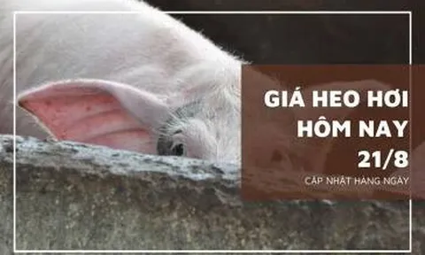 Giá heo hơi hôm nay 21/8: Nhiều địa phương sẽ tiếp tục biến động trong tuần tới?