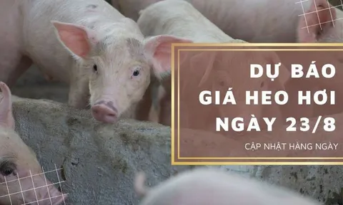 Dự báo giá heo hơi ngày 23/8: Một vài địa phương vẫn duy trì xu hướng đi lên?