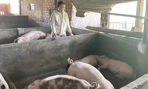 Phú Yên: Heo đổ bệnh, chết hàng loạt sau tiêm vắc xin của NAVETCO