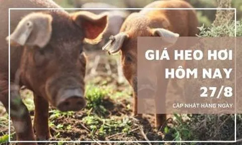 Giá heo hơi hôm nay 27/8: Ba miền chững giá trên diện rộng