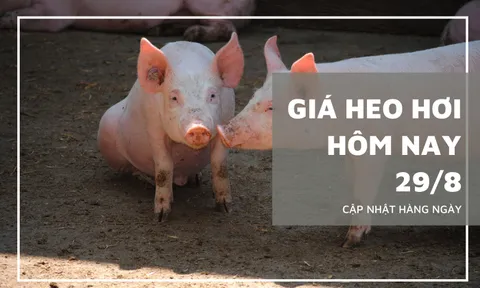 Giá heo hơi hôm nay 29/8: Nhiều tỉnh thành tiếp tục có giá đi ngang