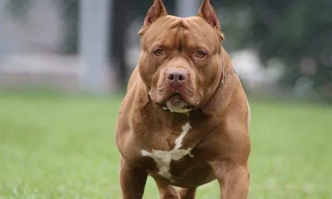 Sau nhiều vụ chó pitbull cắn chết người: Chó dữ nhưng chưa có quy cụ thể