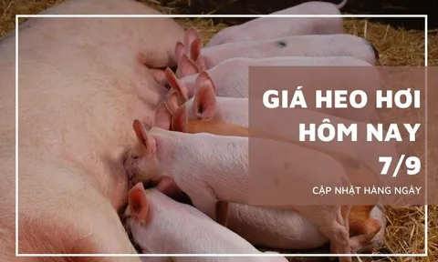 Giá heo hơi hôm nay 7/9: Biến động trái chiều cao nhất 2.000 đồng/kg