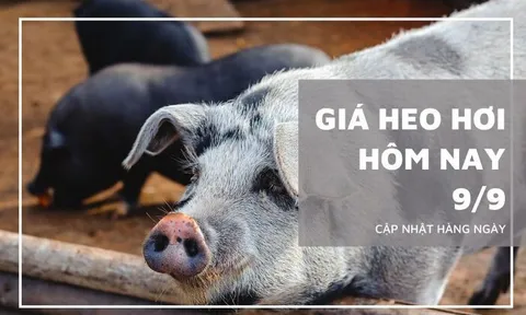 Giá heo hơi hôm nay 9/9: Tăng từ 1.000 đồng/kg đến 2.000 đồng/kg
