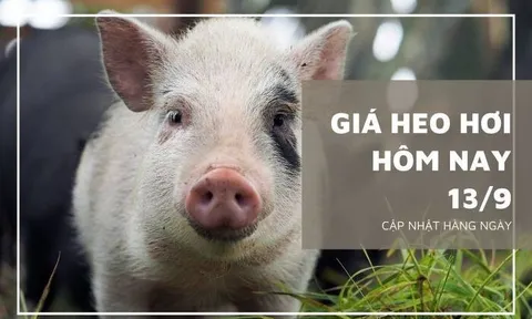 Giá heo hơi hôm nay 13/9: Giảm từ 1.000 đồng/kg đến 2.000 đồng/kg