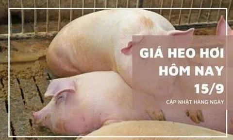 Giá heo hơi hôm nay 15/9: Tăng giảm 2.000 đồng/kg ở hai miền Bắc và Nam