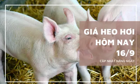 Giá heo hơi hôm nay 16/9: Giảm rải rác trên toàn quốc, giá thấp nhất là 58.000 đồng/kg