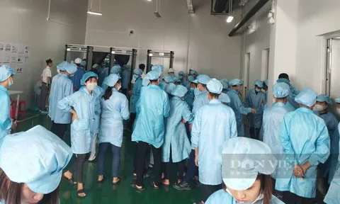 Phú Thọ: Hơn 1.000 công nhân đình công vì cho rằng hàng loạt chế độ tiền lương, lao động bất hợp lý