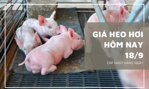 Giá heo hơi hôm nay 18/9: Xu hướng giảm sẽ còn tiếp diễn trong tuần tới?