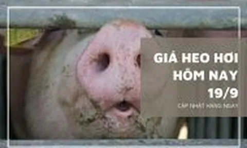 Giá heo hơi hôm nay 19/9: Giảm rải rác trong ngày đầu tuần