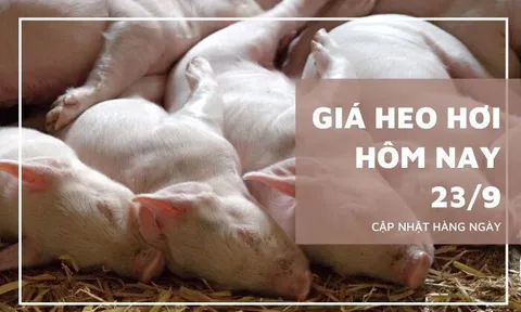 Giá heo hơi hôm nay 23/9: Giảm rải rác ở một vài địa phương ở cả ba miền