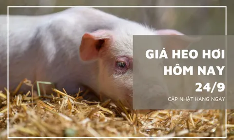 Giá heo hơi hôm nay 24/9: Chững lại ở nhiều nơi, chỉ có một vài địa phương giảm 1.000 đồng/kg