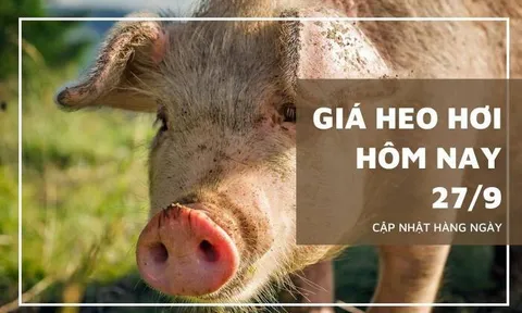 Giá heo hơi hôm nay 27/9: Giảm rải rác 1.000 đồng/kg tại các tỉnh thành miền Trung, Tây Nguyên