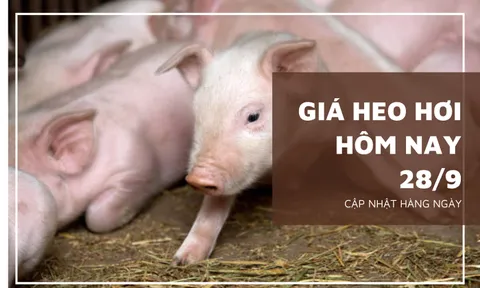 Giá heo hơi hôm nay 28/9: Tiếp đà giảm rải rác ở ba miền