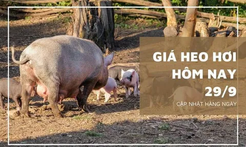 Giá heo hơi hôm nay 29/9: Giảm từ 1.000 đồng/kg đến 4.000 đồng/kg
