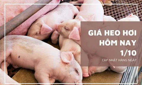 Giá heo hơi hôm nay 1/10: Tăng giảm từ 1.000 đồng/kg đến 3.000 đồng/kg