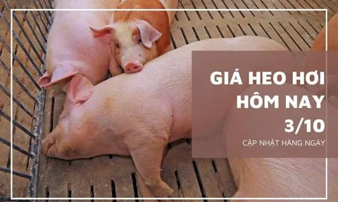 Giá heo hơi hôm nay 3/10: Tăng rải rác trong ngày đầu tuần
