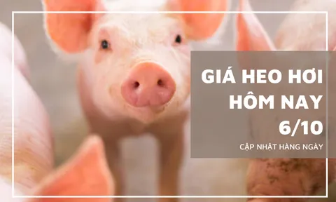 Giá heo hơi hôm nay 6/10: Tăng, giảm từ 1.000 đồng/kg đến 2.000 đồng/kg