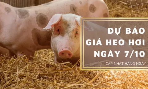 Dự báo giá heo hơi ngày 7/10: Thị trường tiếp tục tăng giảm vào ngày mai?