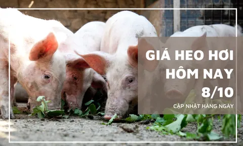 Giá heo hơi hôm nay 8/10: Tăng, giảm không đồng nhất trên ba miền