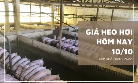 Giá heo hơi hôm nay 10/10: Đồng loạt đi ngang trong ngày đầu tuần