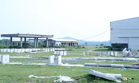 Dự án chợ đầu mối và khu sinh thái thành nơi chăn thả trâu bò