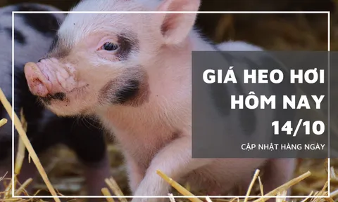 Giá heo hơi hôm nay 14/10: Giảm từ 1.000 đồng/kg đến 3.000 đồng/kg