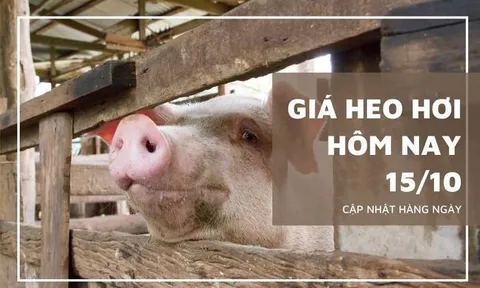 Giá heo hơi hôm nay 15/10: Điều chỉnh trái chiều ở miền Nam, mức giảm cao nhất 5.000 đồng/kg