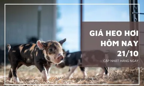 Giá heo hơi hôm nay 21/10: Tăng giảm không đồng nhất, mức giảm cao nhất 3.000 đồng/kg