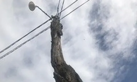 Bình Định: Trụ điện bằng tre, cây gỗ… nhìn thôi đã "dựng tóc gáy"