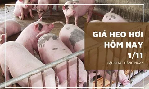 Giá heo hơi hôm nay 1/11: Ghi nhận mức giảm cao nhất 3.000 đồng/kg