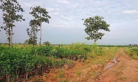 Đề nghị làm rõ Công ty 27/7 ở Đắc Lắk thuê rừng cải tạo nhưng để suy giảm 326 ha rừng