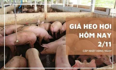 Giá heo hơi hôm nay 2/11: Tiếp đà giảm thêm từ 1.000 đồng/kg đến 2.000 đồng/kg