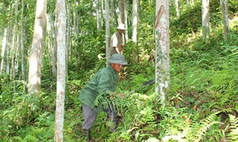 TT-Huế: Phát hiện vụ tự ý chuyển đổi gần 600m2 đất rừng sản xuất thành đất xây dựng công trình