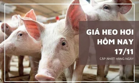 Giá heo hơi hôm nay 17/11: Biến động trái chiều, mức giảm không quá 3.000 đồng/kg