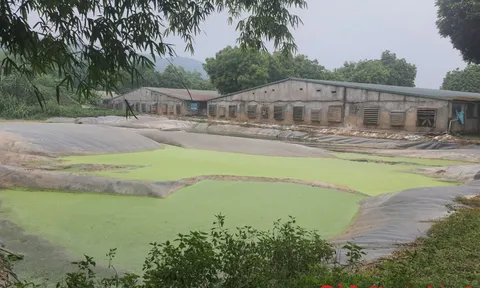 Yên Lập – Phú Thọ: Người dân Ngọc Lập hơn chục năm sống trong môi trường ô nhiễm của trang trại lợn?